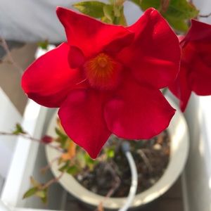 Meet your Posher, Tricia